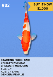 [Koi Auction- #82 - Kohaku] Koi Auction- #82 - Kohaku