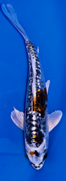 [koi-ikarashikazuto- q16-1] 6” Japanese Imported Ki Kikokuryu -Q16-1