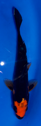 [koi-ikarashikazuto- q16-2] 6” Japanese Imported Beni Kumonryu - Q16-2