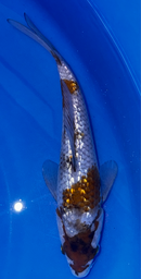 [koi-ikarashikazuto- q16-3] 7” Japanese Imported Ginrin Ochiba - Q16-3