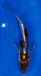 [koi-ikarashikazuto- q16-4] 6” Japanese Imported Doitsu Ochiba - Q16-4