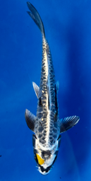 [koi-ikarashikazuto- q16-5] 6” Japanese Imported Aragoke - Q16-5