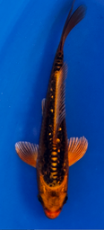 [koi-ikarashikazuto- q16-6] 5” Japanese Imported Mizuho Ogon - Q16-6
