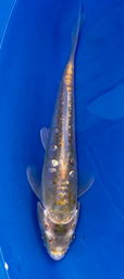 [koi-ikarashikazuto- q16-7] 8” Japanese Imported Doitsu Karashigoi - Q16-7