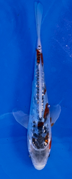 [koi-ikarashikazuto- q16-9] 6” Japanese Imported Ginrin Shusui - Q16 - 9