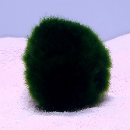 [E40] Marimo Moss Balls - Large (Aegagropila linnaei)