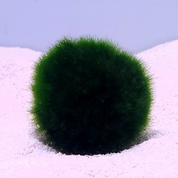 [E39] Marimo Moss Balls - Medium (Aegagropila linnaei)