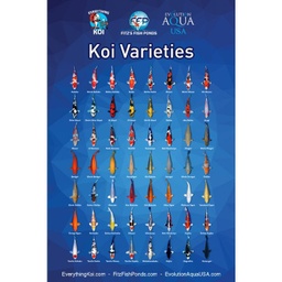 [Koi-Poster-1] Koi Varieties Poster 1