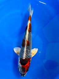 [KOI-Ginrin Beni Ginga- QT2- 1] 12” Japanese Imported Ginrin Beni Ginga
