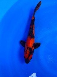 [KOI-Hi Utsuri- QT2- 2] 9” Japanese Imported Hi Utsuri
