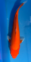 [koi-sekiguchi-p1-1] 14” Japanese Imported Pearl Scale Benigoi -P1-1