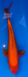 [koi-sekiguchi-p1-2] 13” Japanese Imported Pearl Scale Benigoi -P1-2