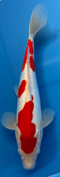 [koi-shinoda-p1-3] 16” Japanese Imported Doitsu Kohaku - P1-3