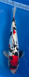 [koi-hiroi-p1-4] 18” Japanese Imported Doitsu Showa - P1-4