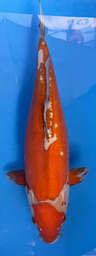 [koi-hiroi-p1-5] 16.5” Japanese Imported Doitsu Ochiba - P1-5