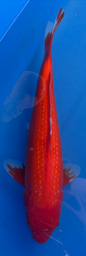 [koi-sekiguchi-p1-6] 14&quot; Japanese Imported Pearl Scale Benigoi -P1-6