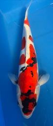 [koi-hiroi-p1-7] 16” Japanese Imported Doitsu Showa - P1-7