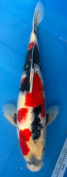[koi-sekiguchi-p1-8] 18” Japanese Imported Showa - P1- 8