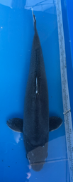 [koi-otsuka-p1-9] 19” Japanese Imported Doitsu Karasugoi - P1- 9