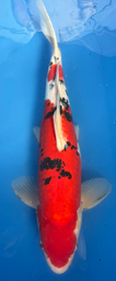 [koi-maruhiro-p1-10] 18” Japanese Imported Doitsu Sanke - P1-10