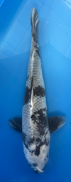 [koi-otsuka-p1-11] 22” Japanese Imported Kage Shiro Utsuri - P1-11