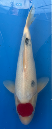 [koi-marudo-p1-12] 17.5” Japanese Imported Tancho Sanke - P1-12