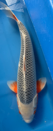 [koi-otsuka-p1-13] 22” Japanese Imported Asagi - P1-13