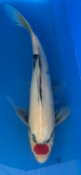 [koi-sekiguchi-p1-14] 16” Japanese Imported Tancho Showa - P1-14