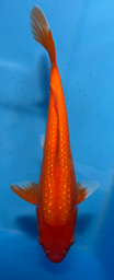 [koi-sekiguchi-p1-15] 13” Japanese Imported Pearl Scale Benigoi -P1- 15