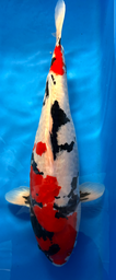 [koi-maruhiro-p1-16] 24” Japanese Imported Doitsu Showa - P1-16