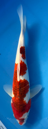 [koi-otsuka-p1-17] 14” Japanese Imported Goromo - P1-17
