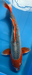 [koi-maruhiro-p1-18] 22” Japanese Imported Asagi - P1-18