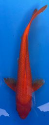 [koi-sekiguchi-p1-19] 13” Japanese Imported Pearl Scale Benigoi -P1- 19