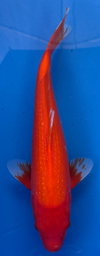 [koi-sekiguchi-p1-20] 16” Japanese Imported Pearl Scale Benigoi -P1- 20