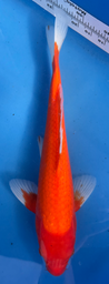 [koi-sekiguchi-p1-21] 15” Japanese Imported Pearl Scale Benigoi -P1- 21