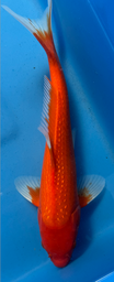 [koi-sekiguchi-p1-22] 14” Japanese Imported Pearl Scale Benigoi -P1- 22