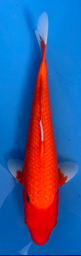 [koi-sekiguchi-p1-23] 15” Japanese Imported Pearl Scale Benigoi -P1- 23