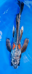 [koi-suda-p2-1] 22” Japanese Imported Butterfly Beni Kikokuryu - P2-1