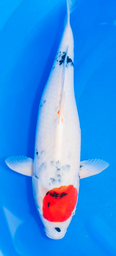 [koi-dainichi-p2-2] 23” Japanese Imported Tancho Showa - Dainichi- P2-2