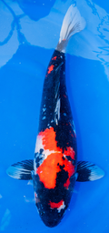 [koi-dainichi-p2-3] 22” Japanese Imported Showa - Dainichi- P2-3