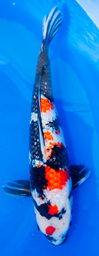 [koi-suda-p2-4] 21” Japanese Imported Ginrin Showa - Suda - P2-4