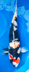 [koi-dainichi-p2-5] 24” Japanese Imported Showa - Dainichi- P2-5