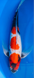 [koi-suda-p2-6] 25” Japanese Imported Butterfly Showa- Suda - P2-6
