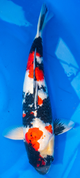 [koi-dainichi-p2-7] 23” Japanese Imported Showa - Dainichi- P2-7