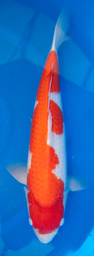 [koi-dainichi-p2-9] 25” Japanese Imported Kohaku - Dainichi - P2-9