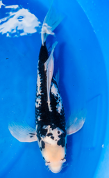 [koi-suda-p2-11] 20” Japanese Imported Butterfly Matsukabake - Suda -P2-11