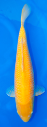 [koi-marusei-p2-13] 21” Japanese Imported Karashigoi - Marusei - P2-13