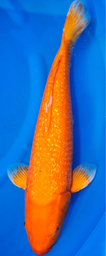 [koi-marusei-p2-14] 23” Japanese Imported Ginrin Benigoi - Marusei - P2-14