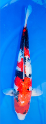 [koi-shinoda-p2-15] 23” Japanese Imported Ginrin Showa - Shinoda - P2-15