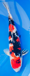 [koi-shintaro-p2-16] 24” Japanese Imported Showa - Shintaro - P2-16